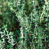 Spray Nasal Purifiant