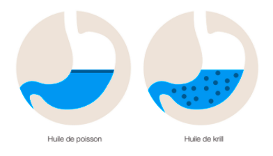 Omega-3 - acide gras essentiel