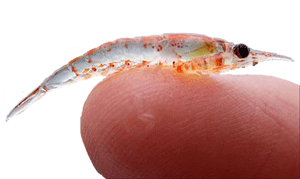 Omega-3 - acide gras essentiel