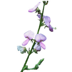 Complexe detoxifiant aux plantes