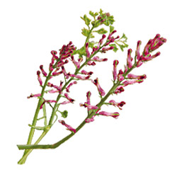 Complexe detoxifiant aux plantes