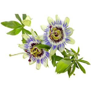Complexe de plantes bio pour le sommeil