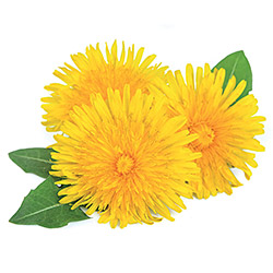 Complexe detoxifiant aux plantes