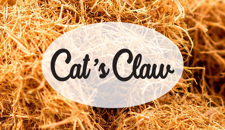 Cat's Claw (Katzenkralle)