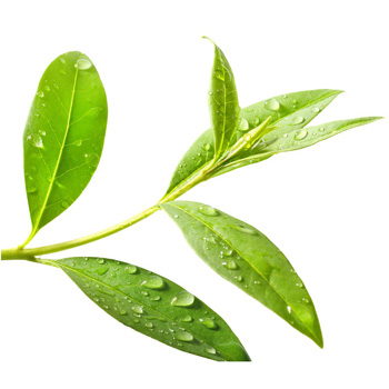 Savon Liquide Citron-Tea Tree